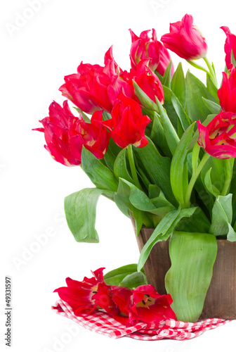 Photo: spring red tulips spring red tulips