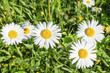Margeritenblüte