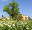 blühende Magerwiese in der Stadt