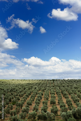 Photo: olive grove olive grove
