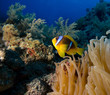 Clownfish