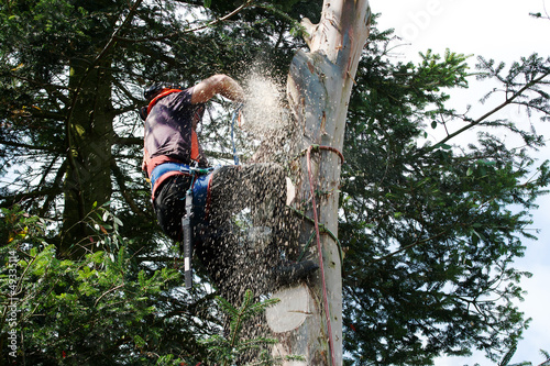 Photo: Sawdust flying around chainsaw Sawdust flying around chainsaw