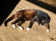 Sleeping cat on wood floor