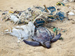 Dead turtle in fishing nets
