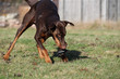 Dobermann beim Training