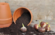 bulbes de tulipes