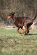 Dobermann