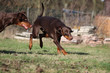 Dobermann