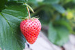 ripe red stawberries