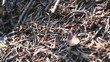 Many ants in the forest