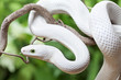 White Texas rat snake on a wooden branch