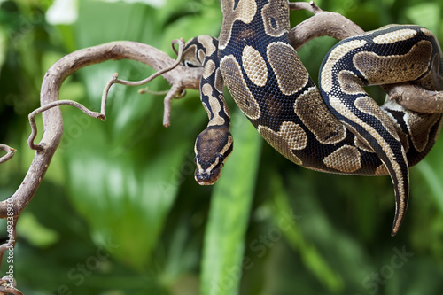 Photo: Royal Python snake on a wooden branch Royal Python snake on a wooden branch