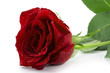 red Rose