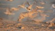 Black-backed Jackal hunting doves, Kalahari desert