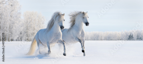 Photo: Two galloping white ponies Two galloping white ponies