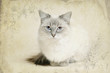Photo: ragdoll cat ragdoll cat