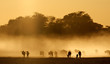Blue wildebeest in dust, Kalahari desert