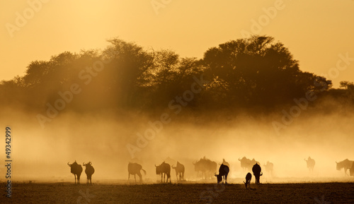 Photo: Blue wildebeest in dust, Kalahari desert Blue wildebeest in dust, Kalahari desert
