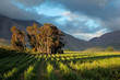 Photo: Vineyard landscape, Western Cape Vineyard landscape, Western Cape