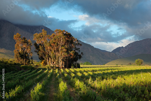 Photo: Vineyard landscape, Western Cape Vineyard landscape, Western Cape