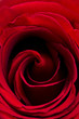 Valentine Red Rose