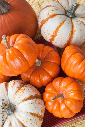 Photo: pumpkins pumpkins