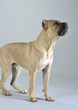Brutus