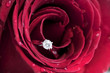Diamond Ring in a red rose
