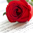 Red rose on musical score