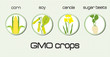 GMO crops, the most disseminated on the green background