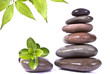 Black stones and green plant with drops