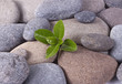 Black stones and  plant