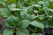 Photo: Eggplants seedlings Eggplants seedlings