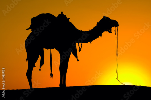 Photo: Silhouette camel at sunset , India. Silhouette camel at sunset , India.