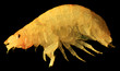 Gammarus under the microscope (Gammarus pulex)