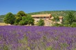 Lavendelfeld - lavender field 103
