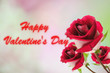 Photo: Beautiful red rose.Valentines day Beautiful red rose.Valentines day