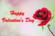 Photo: Beautiful red rose.Valentines day. Beautiful red rose.Valentines day.