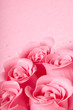 pink roses