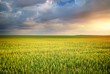 Meadow of wheat