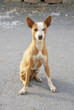 Photo: brown Little dog brown Little dog