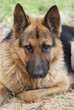 Photo: German Shepherd Portrait German Shepherd Portrait