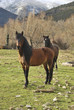 Photo: Two horses Two horses