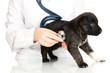 vet checking the heart rate of puppy isolated on white