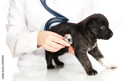 Photo: vet checking the heart rate of puppy isolated on white vet checking the heart rate of puppy isolated on white