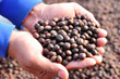 Close up dried  berries coffee beans on hand