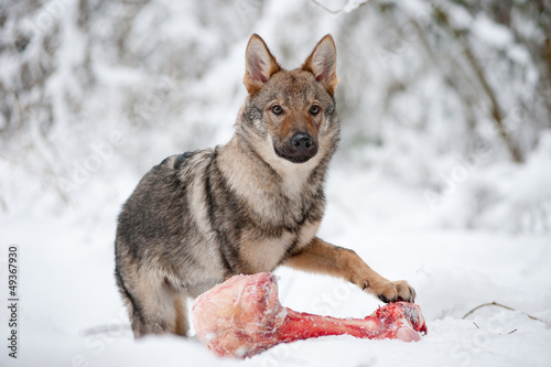 Photo: young male of czeckhoslovakian wolfdog young male of czeckhoslovakian wolfdog