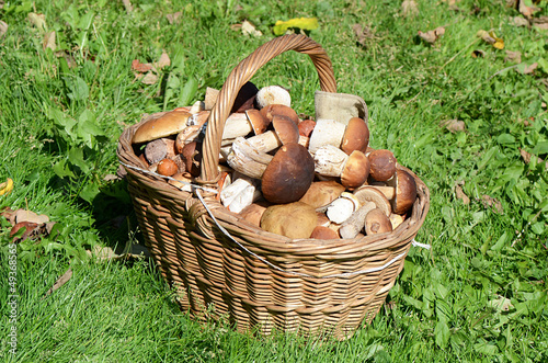 Photo: Basket with boletus edulis on grass Basket with boletus edulis on grass