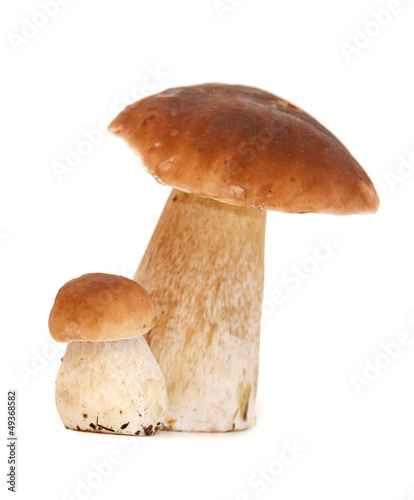 Photo: Boletus edulis isolated on white background Boletus edulis isolated on white background