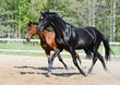 Black stallion and bay stallion in motion